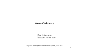 Axon Guidance