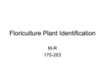 Plant Identification M-R