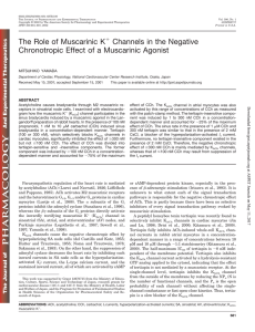 The Role of Muscarinic K Channels in the Negative Chronotropic