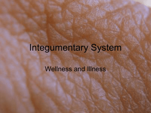 Integumentary System