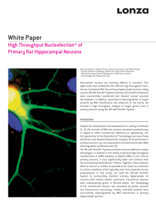 High Throughput Nucleofection® of Primary Rat Hippocampal