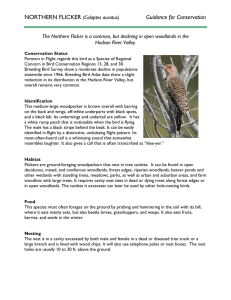 northern flicker