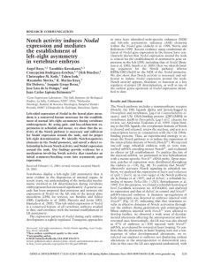 Notch activity induces Nodal expression and mediates the