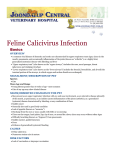 Feline Calicivirus Infection