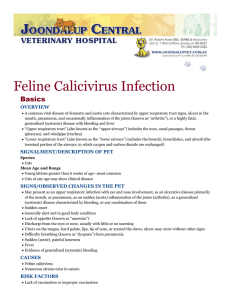 Feline Calicivirus Infection