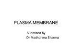 plasma membrane