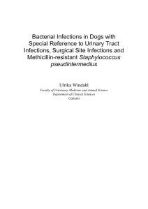 Bacterial Infections in Dogs with Special Reference to Urinary Tract