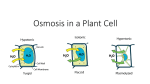 Osmosis in a Plant Cell