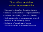 Delayed, chronic, and indirect effects of shoreline