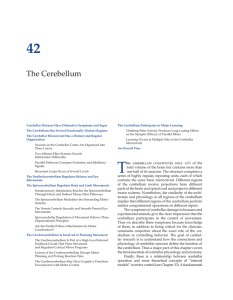The Cerebellum - krigolson teaching