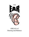 ORGAN of Hearing and Balance ea ga d aa ce