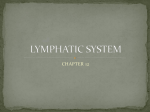 lymphatic system - andoverhighanatomy