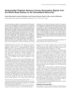 Ventromedial Thalamic Neurons Convey Nociceptive Signals from