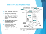 Neisseria gonorrheae