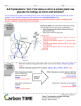 4.2 Explanations Tool: How does a cell in a potato plant use