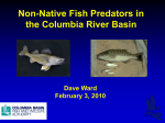 Non-Native Fish Predators in the Columbia River Basin