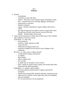 11-1 Mollusks • General - invertebrates