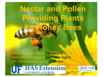 Nectar and Pollen Providing Plants for Honey Bees (PowerPoint