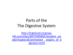Digestive - WordPress.com