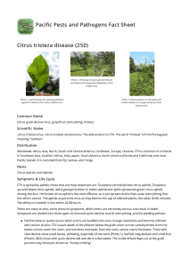 Citrus tristeza disease (250)