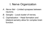 I. Nerve Organization