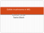 Edible mushrooms in MO.