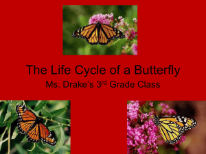 The Life Cycle of a Butterfly