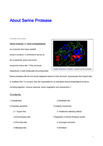 About Serine Protease