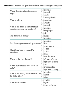 The Digestive System Summary Questions