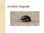 Insect Isopoda Meaning of the name: iso - same poda