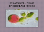 SOMATIC CELL FUSION