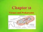 Viruses and Prokaryotes Chapter 18