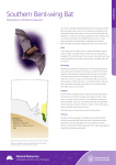 Southern Bent-wing Bat - Natural Resources South Australia
