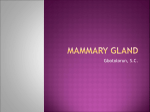 Mammary gland - WordPress.com
