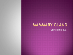 Mammary gland - WordPress.com