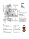Insect Crossword (New Version)