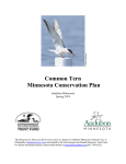 Common Tern - Audubon Minnesota