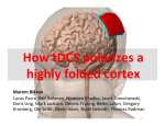 How tDCS polarizes a highly folded cortex