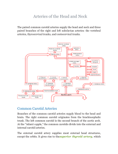 Arteries of the Head and Neck