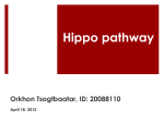 Hippo pathway