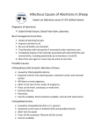 Infectious Causes of Abortions in Sheep