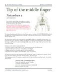 Tip of the middle finger