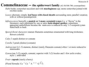 Commelinaceae -- the spiderwort family (42-50/500-700