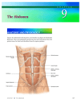 The Abdomen - Dr. Pedro Schestatsky