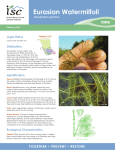 Eurasian Watermilfoil - Invasive Species Council of BC