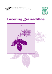 Cultivating granadillas