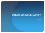 Musculoskeletal System - Elizabeth Sells Portfolio