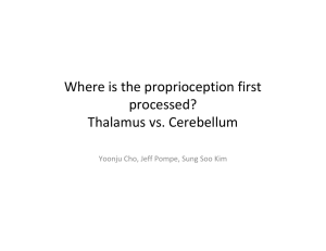Where is the proprioception first processed? Thalamus vs. Cerebellum