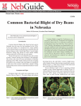 Common Bacterial Blight of Dry Beans in Nebraska