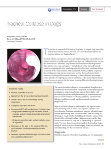 Tracheal Collapse in Dogs